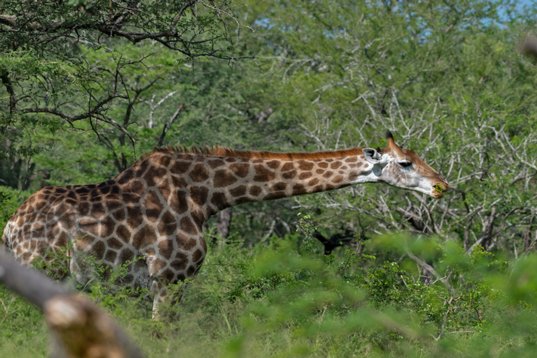 NIK_1400 South African Giraffe - Giraffa camelopardalis giraffa - Mkhuze Game Reserve