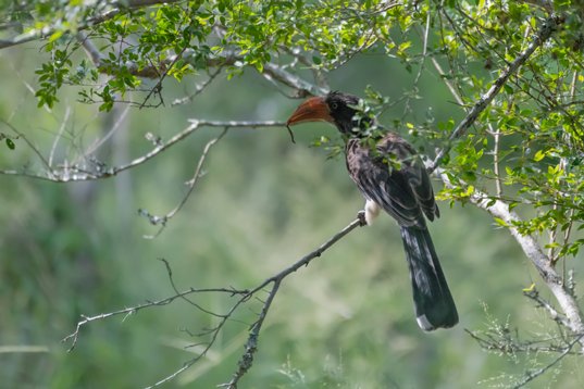 NIK_1403 Crowned Hornbill - Lophoceros alboterminatus - Mkhuze Game Reserve