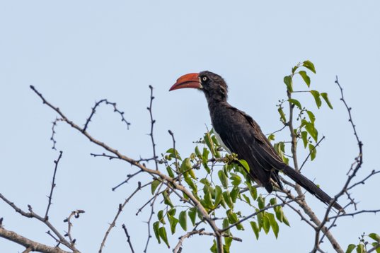 NIK_1429 Crowned Hornbill - Lophoceros alboterminatus - Mkhuze Game Reserve