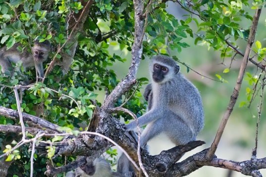 NIK_1437 Vervet Monkey - Chlorocebus pygerythrus - Mkhuze Game Reserve