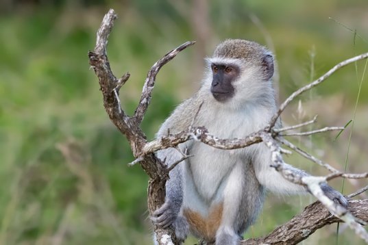 NIK_1438 Vervet Monkey - Chlorocebus pygerythrus - Mkhuze Game Reserve