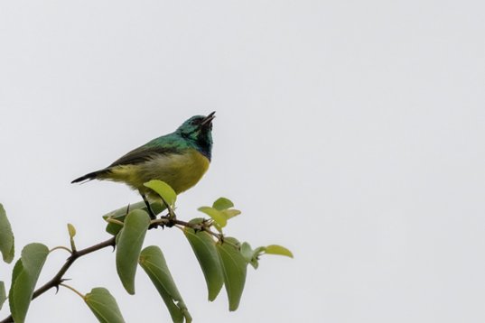 NIK_1475 Collared Sunbird - Hedydipna collaris - Mkhuze Game Reserve