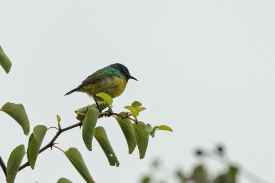NIK_1477 Collared Sunbird - Hedydipna collaris - Mkhuze Game Reserve