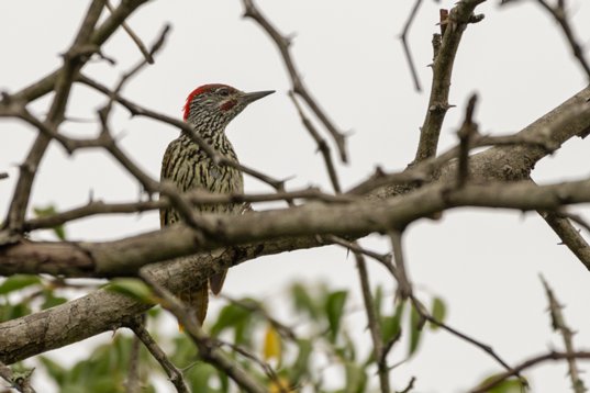 NIK_1480 Golden-tailed Woodpecker - Campethera abingoni - Mkhuze Game Reserve