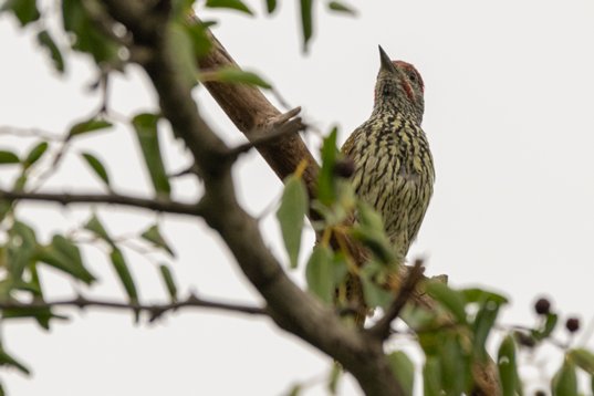 NIK_1483 Golden-tailed Woodpecker - Campethera abingoni - Mkhuze Game Reserve