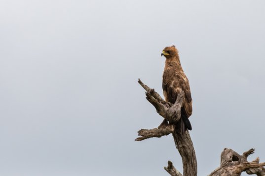 NIK_1550 Wahlberg's Eagle - Hieraaetus wahlbergi - Mkhuze Game Reserve