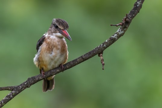 NIK_1572 Brown-hooded Kingfisher - Halcyon albiventris - Mkhuze Game Reserve