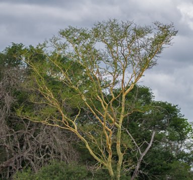 NIK_1589 Fever Tree - Vachellia xanthophloea - Mkhuze Game Reserve