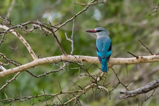 NIK_1630 Woodland Kingfisher - Halcyon senegalensis - Mkhuze Game Reserve