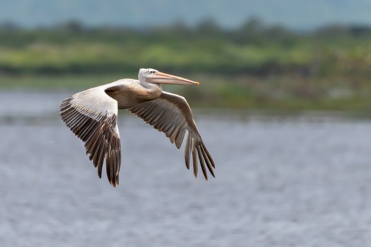 NIK_1688 Pink-backed Pelican - Pelecanus rufescens - Mkhuze Game Reserve