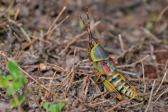 NIK_1694 Elegant Grasshopper - Zonocerus elegans - Mkhuze Game Reserve