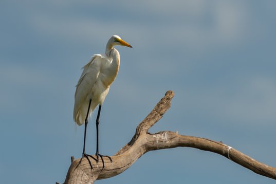 NIK_1728 Great Egret - Ardea alba - Mkhuze Game Reserve