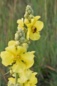 PO2A9204 Great Mullein - Verbascum thapsus - Wakkerstroom