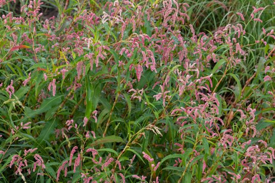 PO2A9208 Pale Smartweed - Persicaria lapathifolia - Wakkerstroom