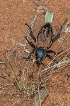 PO2A9245 Two-spotted Ground Beetle - Anthia omoplata - Mkhuze Game Reserve