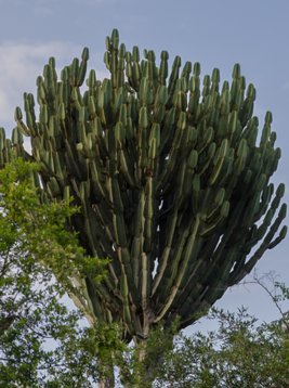 PO2A9249 Naboom - Euphorbia ingens - Mkhuze Game Reserve