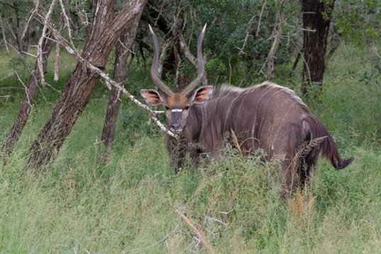 PO2A9256 Nyala - Tragelaphus angasii - Mkhuze Game Reserve