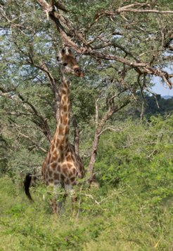 PO2A9267 South African Giraffe - Giraffa camelopardalis giraffa - Mkhuze Game Reserve