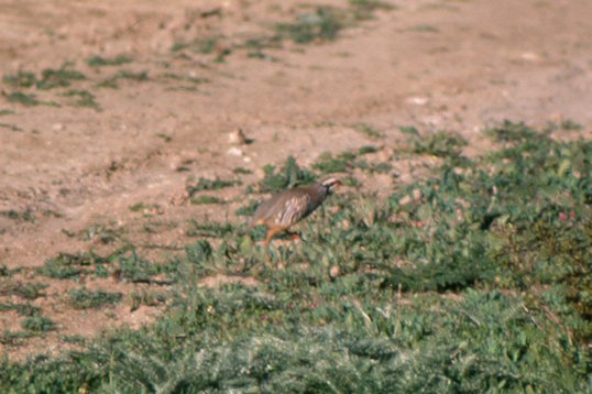 spain86_052 Red-legged Partridge - Alectoris rufa
