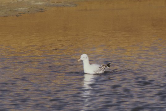 tunisia88_010 Slender-billed Gull - Chroicocephalus genei