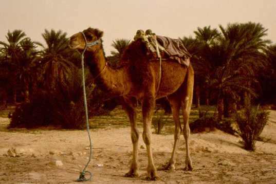 tunisia88_028 Dromedary - Camelus dromedarius