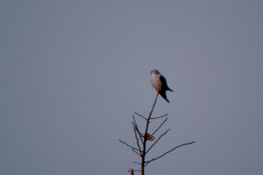 Uganda001 Black-winged Kite - Elanus caeruleus - Lake Mburo NP