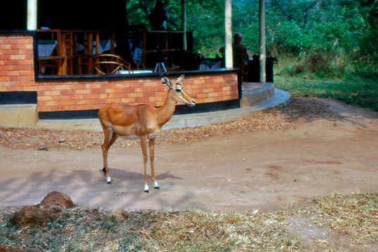 Uganda009 Impala - Aepyceros melampus - Lake Mburo NP