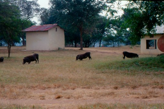 Uganda011 Warthog - Phacochoerus africanus - Lake Mburo NP