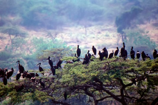 Uganda014 African Openbill - Anastomus lamelligerus - En route to Bwindi