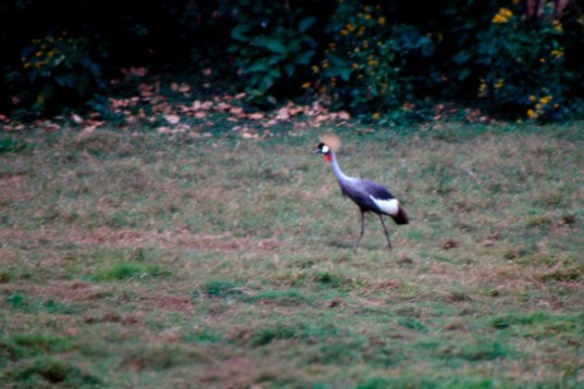 Uganda019 Grey Crowned Crane - Balearica regulorum - En route to Bwindi