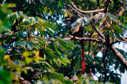 Uganda037 Red-tailed Monkey - Cercopithecus ascanius - Bwindi
