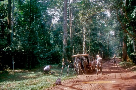 Uganda068 Budongo Forest