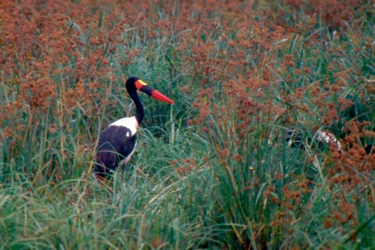 Uganda071 Saddle-billed Stork - Ephippiorhynchus senegalensis - Murchison Falls NP