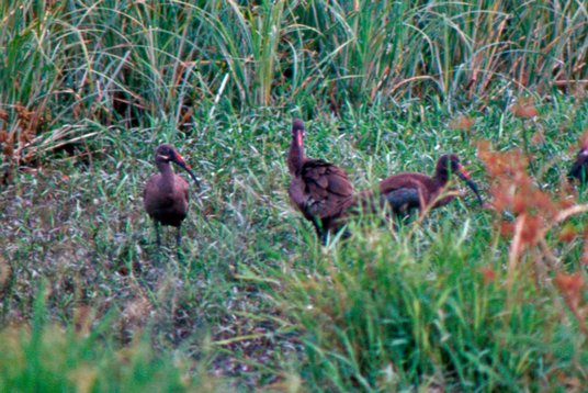 Uganda072 Hadada Ibis - Bostrychia hagedash - Murchison Falls NP