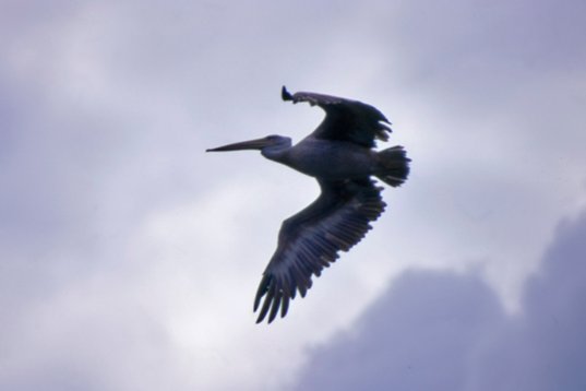 Uganda075 Pink-backed Pelican - Pelecanus rufescens - Murchison Falls NP
