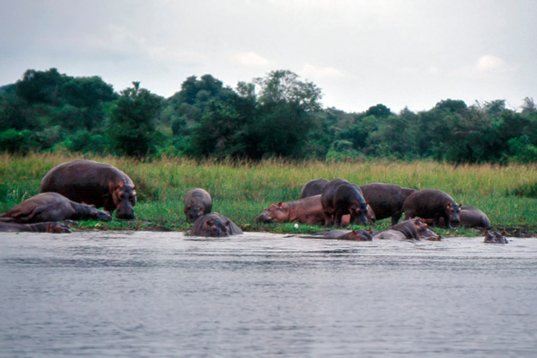 Uganda082 Hippopotamus - Hippopotamus amphibius - Murchison Falls NP