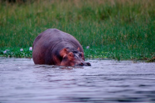 Uganda083 Hippopotamus - Hippopotamus amphibius - Murchison Falls NP