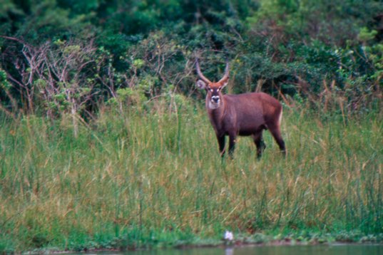 Uganda084 Waterbuck - Kobus ellipsiprymnus - Murchison Falls NP