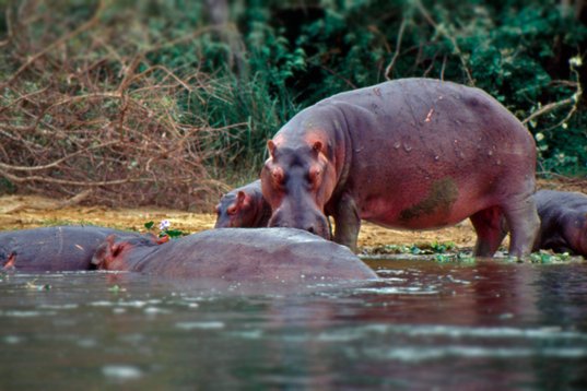 Uganda095 Hippopotamus - Hippopotamus amphibius - Murchison Falls NP