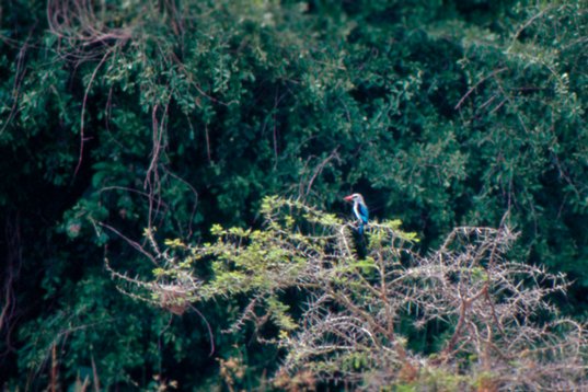 Uganda101 Woodland Kingfisher - Halcyon senegalensis - Murchison Falls NP