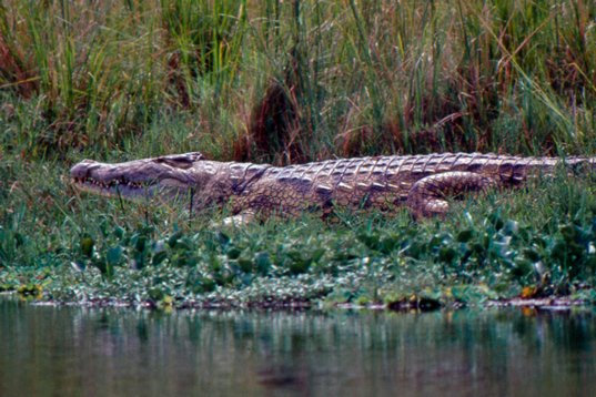 Uganda102 Nile Crocodile - Crocodylus niloticus - Murchison Falls NP