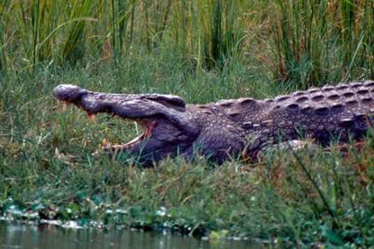 Uganda103 Nile Crocodile - Crocodylus niloticus - Murchison Falls NP
