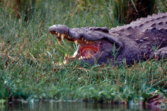 Uganda104 Nile Crocodile - Crocodylus niloticus - Murchison Falls NP
