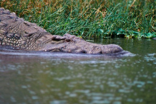 Uganda105 Nile Crocodile - Crocodylus niloticus - Murchison Falls NP