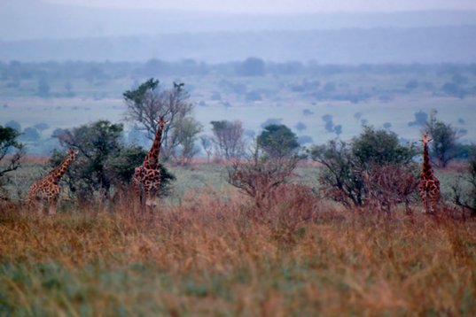 Uganda141 Rothschild's Giraffe - Giraffa camelopardalis rothschildi - Murchison Falls NP