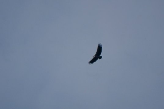 Uganda148 Rüppell's Vulture - Gyps rueppellii - Murchison Falls NP
