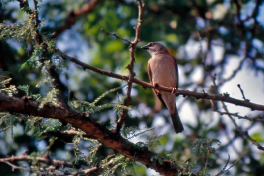 Uganda171 Northern Grey-headed Sparrow - Passer griseus - Murchison Falls NP