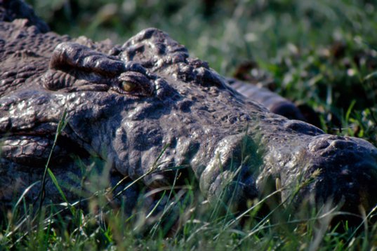 Uganda172 Nile Crocodile - Crocodylus niloticus - Murchison Falls NP