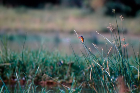 Uganda173 Malachite Kingfisher - Alcedo cristatus - Murchison Falls NP