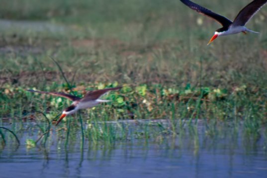 Uganda180 African Skimmer - Rynchops flavirostris - Murchison Falls NP